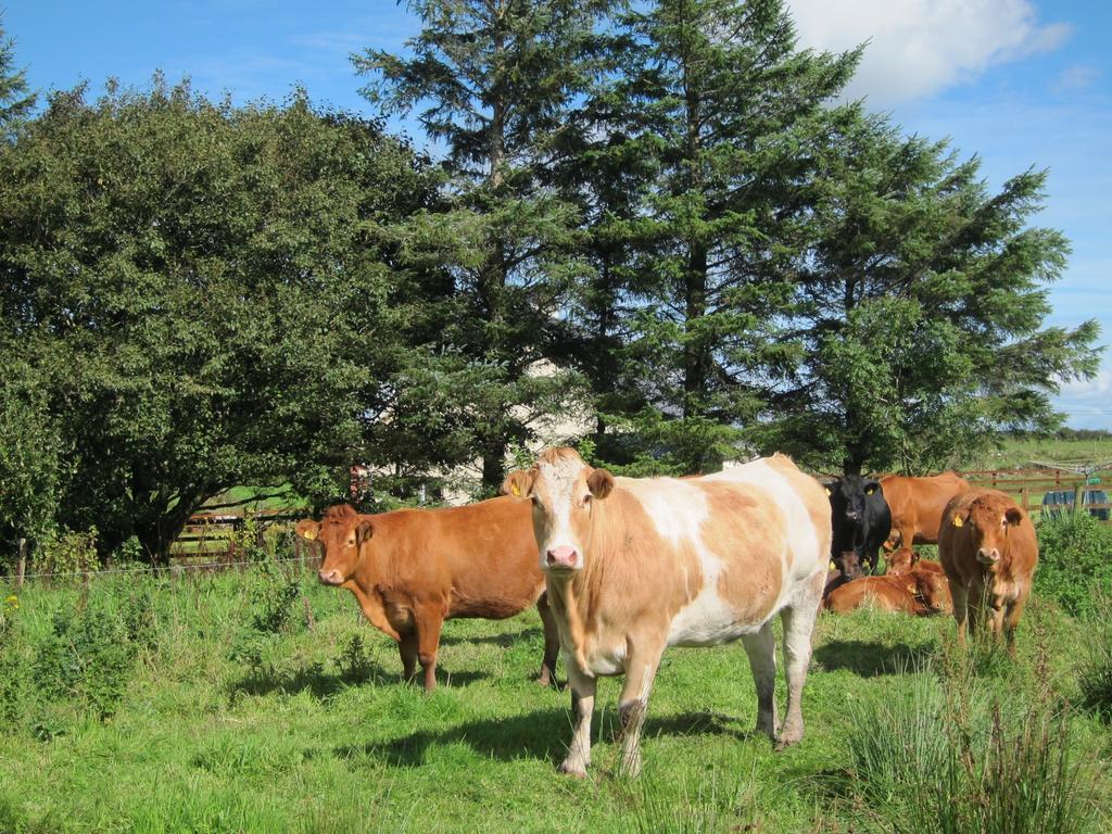 Burren Glamping Villa Kilfenora Luaran gambar